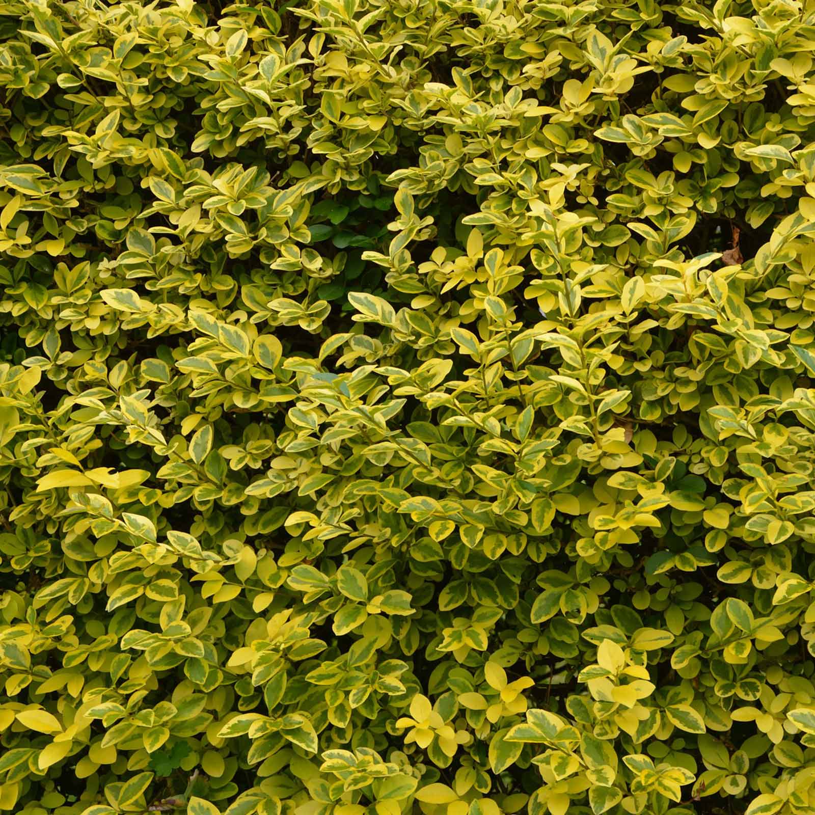 Ligustrum Privet Hedge Plants
