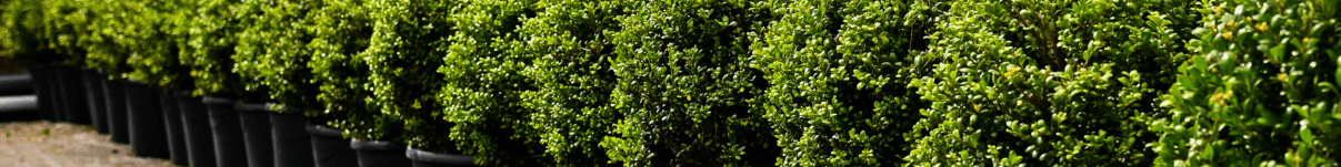Ilex crenata Topiary