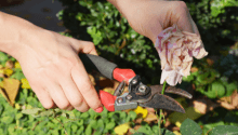 Garden Jobs in July: How to Keep Your Garden Thriving in Summer