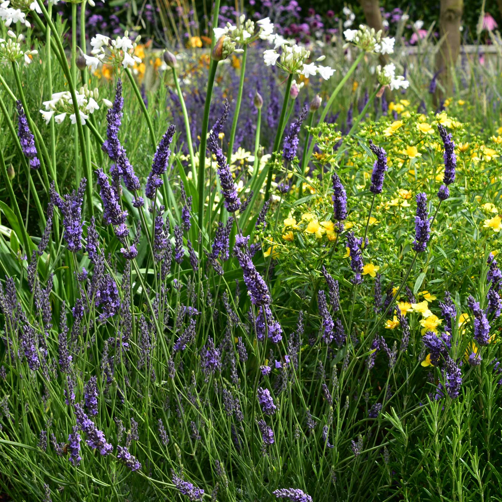 Image of Hypericum hidcote companion planting with lavender