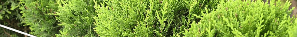 Leylandii Topiary