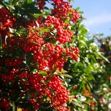 Features of Pyracantha Hedging Plants