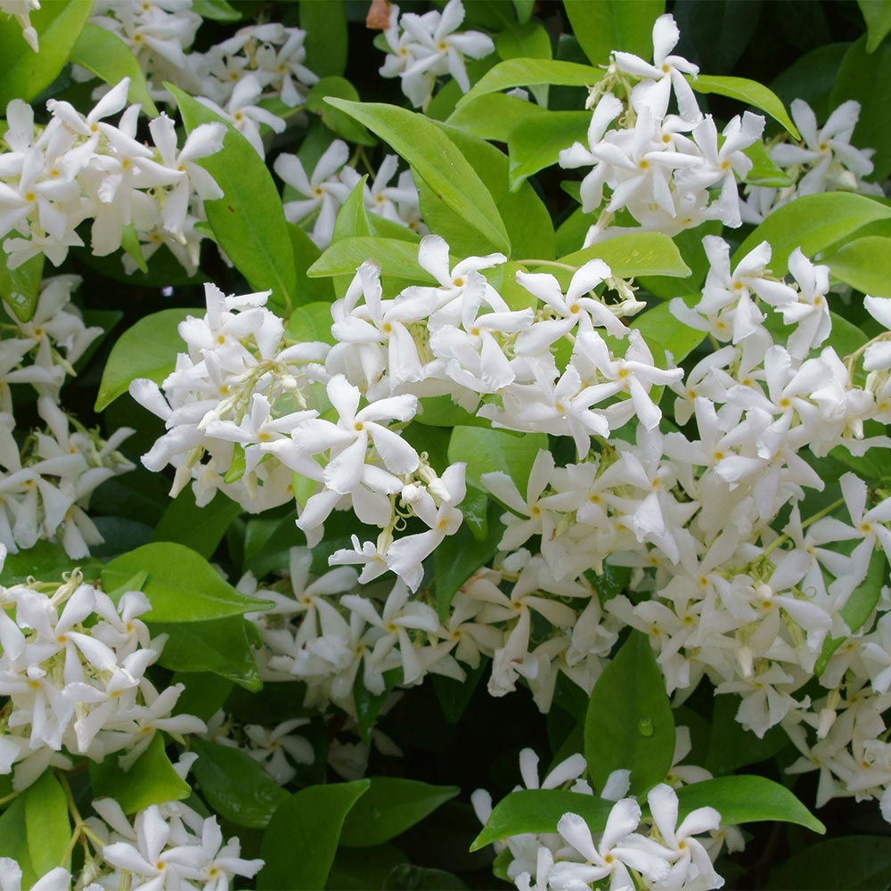 Star Jasmine | Trachelospermum jasminoides | Hedges Direct