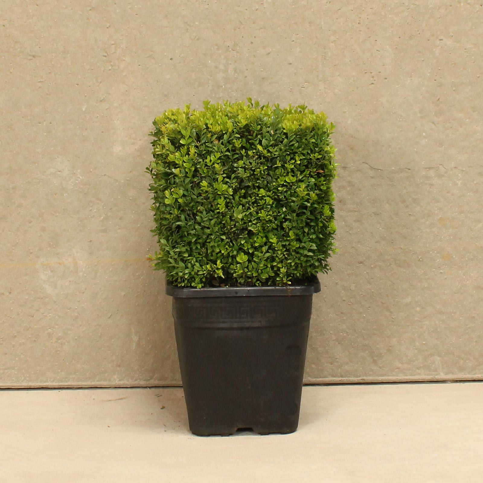 20 X Box Buxus Sempervirens 7 cm pots evergreen Plants