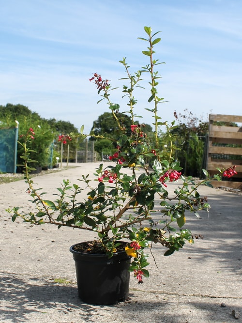 Escallonia Hedge Red Escallonia hedging plants - Hedges Direct UK
