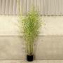 (Phyllostachys aureum) Golden Bamboo 150/200cm 10L pot