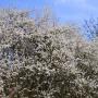 Blackthorn (Prunus spinosa) Full Hedge