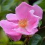Dog Rose (Rosa Canina) Full Hedge