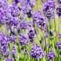 Dwarf Lavender (Lavandula Angustifolia Little Lady) Flowers Close Up