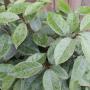 Oleaster (Elaeagnus x ebbingei) Multiple Leaves