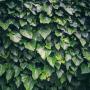 Ivy screen (Hedera helix 'Woerner') Leaves Close Up