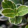 Euonymus Fortunei Emerald Gaiety Bright Leaf