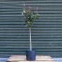 Topiary Mini Standard 25/30cm Head 7L Photinia 'Red Robin'