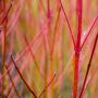 Red Dogwood (Cornus Alba) Full Hedge