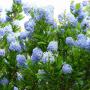 Ceanothus (Californian Lilac) Flowers and Leaves