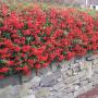  Red Pyracantha (Firethorn Red Colum) Full Hedge
