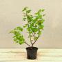 (Ribes sanguineum 'King Edward') Flowering Currant 40/60cm 2L pot
