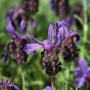 French Lavender (Lavandula stoechas) Tubular Flowers