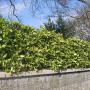Spotted Laurel (Aucuba japonica Crotonifolia) Full Hedge Close Up