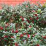 English Holly (Ilex Aquifolium) Berries