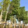 Hornbeam Mature Pleached Tree 160L Pot (Carpinus betulus), 180cm x 150cm Head, 18cm Girth