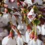 Prunus incisa 'Kojo-no-mai' Flowers emerging