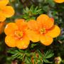 Orange Potentilla (Potentilla Tangerine) Flowers