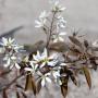 Juneberry (Amelanchier canadensis) Flowers and Foliage