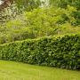 Hornbeam (Carpinus Betulus) Full Hedge