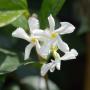 Star Jasmine (Trachelospermum Jasminoides) Flowers and Leaves