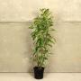 (Prunus 'Rotundifolia' Caucasica) Laurel 'Caucasica' 60/90cm 2L pot