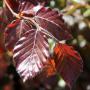 Purple or Copper Beech (Fagus Sylvatica Atropurpurea) Leaf Close Up