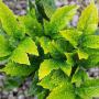 Spotted Laurel (Aucuba japonica Crotonifolia) Leaves Close Up