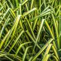 Carex oshimensis 'Evergold' Grass 2L Pot - view 2