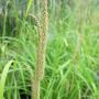 Carex pendula Grass 2L Pot - view 2