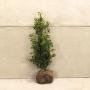 (Prunus Lusitanica angustifolia) Portuguese laurel 80/100cm Root ball