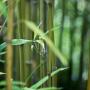 Green Bamboo (Phyllostachys Bissetii) Canes Close up