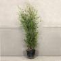 (Phyllostachys nigra) Black Bamboo 100/120cm 10L pot