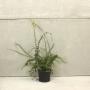 (Berberis x stenophylla) Berberis Evergreen 30/50cm 5L pot