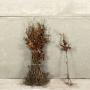 (Fagus Sylvatica) Beech 60/90cm bare root