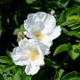 Rosa Rugosa Alba (White Ramanus Rose) Flowers