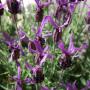 French Lavender (Lavandula stoechas) Full Shrub