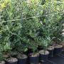 English Holly (Ilex Aquifolium) Lined Up
