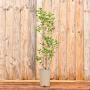 (Ligustrum ovalifolium) Common Privet 40/60cm 2L pot
