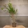 (Ligustrum ovalifolium) Common Privet 120/150cm 10L pot