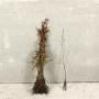(Carpinus betulus) Hornbeam 40/60cm bare root