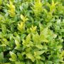 Box Hedge (Buxus sempervirens) Leaf Close Up
