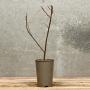(Prunus Padus) Bird Cherry 40/60cm 2L pot