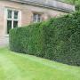 English Yew (Taxus Baccata) Full Hedge at Lyme Hall