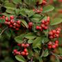 Cotoneaster Franchetii (Franchets Cotoneaster) Berries